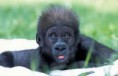 /album/dieren/baby-aap-jpg/